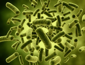 bacterii coliforme