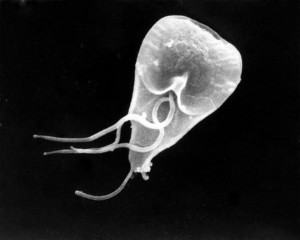 Giardia lamblia